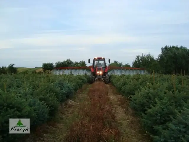 Sprzedaż świerka kłującego