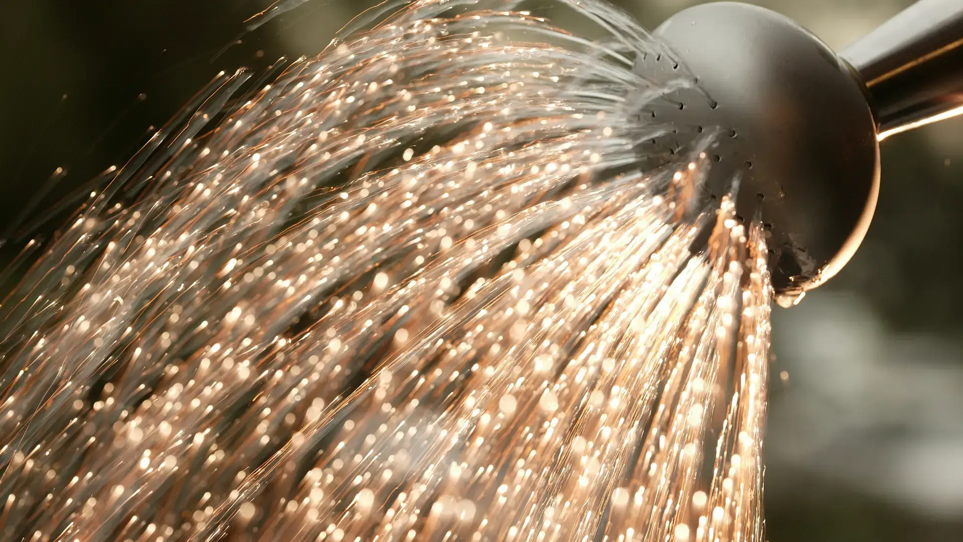 Hodowla i pielęgnacja świerka